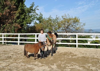 2頭の馬と飼育係の女性