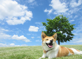 青空の下の笑顔の犬