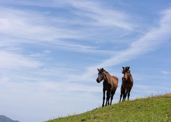 平原を散歩する2頭の馬