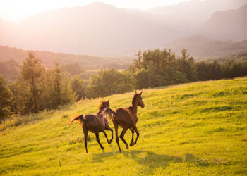 草原を仲良く走る2頭の馬